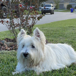 Meet your Posher, Luz